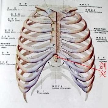 劍突圓球凸起痛|剑突为什么会圆球凸起